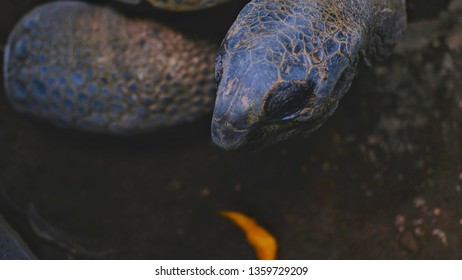 turtle poses in the front camera