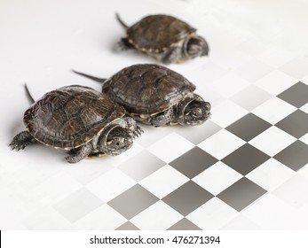 Turtle Race