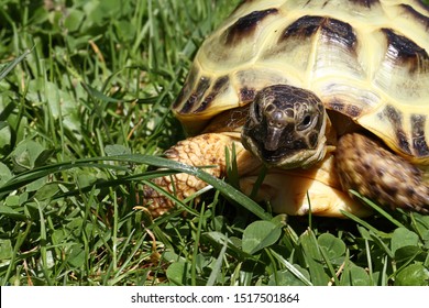 Turtle Real Life Turtle Grass Stock Photo 1517501864 | Shutterstock