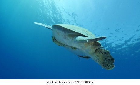 Remora Fish Images, Stock Photos & Vectors | Shutterstock