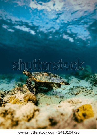 A turtle is a reptile that has a shell covering its body. Turtles are known for moving very slowly. There are more than 350 species, or types, of turtle. Turtles are found in most parts of the world.
