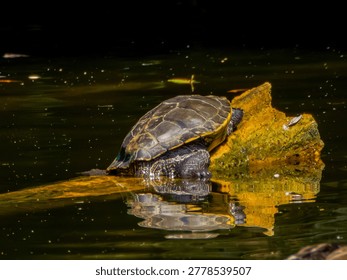 Turtle Resting on Floating Log With Reflection in Dark Pond Water