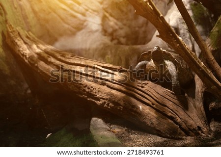Turtle resting on a large fallen log in a sunlit terrarium.
