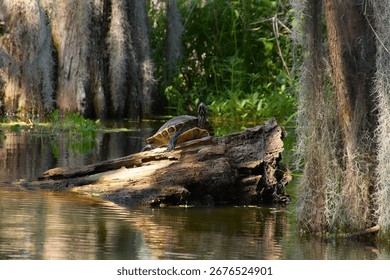 A turtle resting on a log