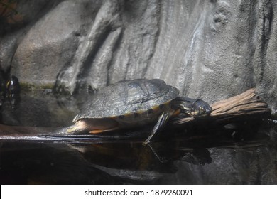 Turtle Resting On A Log At The Atlanta Aquarium