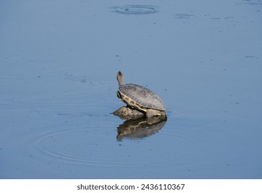 Turtle resting on river bank