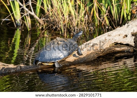 Turtle rests on submerged log near calm water. Green reeds frame the background. Natural sunlight highlights its dark shell. Water ripples softly around the log. Animal appears calm and undisturbed