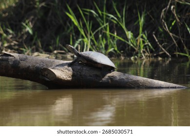 turtle in a river sidein moa river, acre 