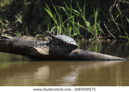 turtle in a river sidein moa river, acre 