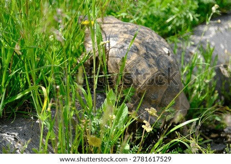 A turtle roaming in nature.
