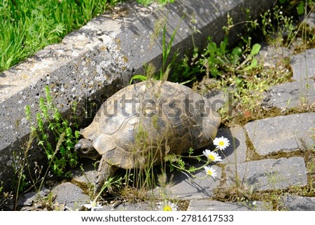 A turtle roaming in nature.

