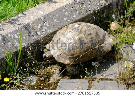 A turtle roaming in nature.
