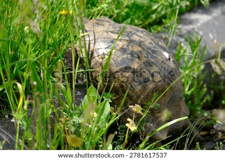 A turtle roaming in nature.
