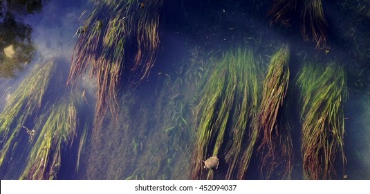 Turtle In The San Marcos River