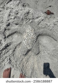 Turtle sand structure with sea shells 