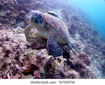 A Turtle Seen At Moalboal,Cebu, Philippines