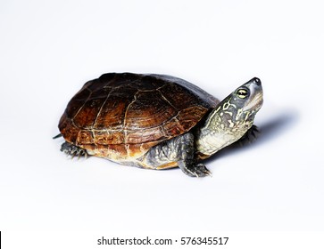 Turtle Semiaquatic Reeves Turtle Known Chinese Stock Photo 576345517 ...