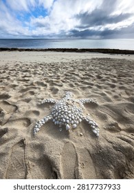A turtle shape created from seashells on the white sand of Heron Island, Great Barrier Reef, Queensland, Australia.
