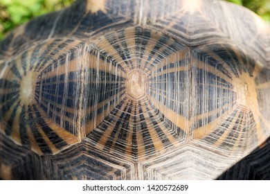 Turtle Shell Above Pattern Background Stock Photo 1420572689 | Shutterstock