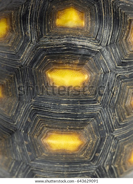 Turtle Shell Closeup Background Texture Stock Photo (Edit Now) 643629091