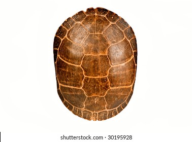 Turtle Shell, Isolated.