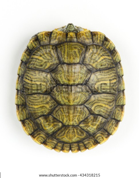 Turtle Shell Pattern On White Background Stock Photo (Edit Now) 434318215