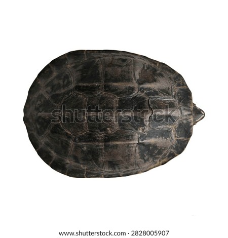 turtle shell top view close up isolated transparent background