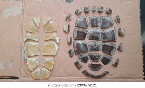 Turtle shells peel off carapace and plastron when draining ponds