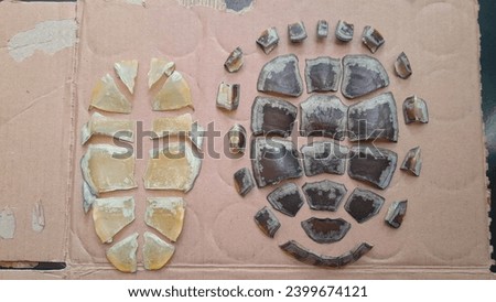 Turtle shells peel off carapace and plastron when draining ponds