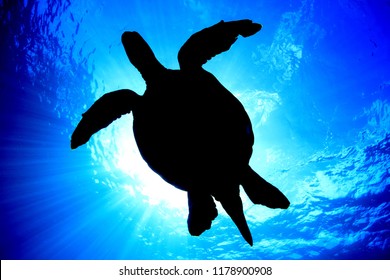 ウミガメ シルエット の写真素材 画像 写真 Shutterstock