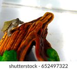 Turtle sits on a snag