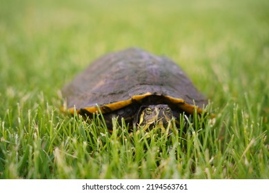 6,388 Turtle sitting Images, Stock Photos & Vectors | Shutterstock