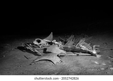 Turtle Skeleton Underwater Photography In Turtle Tomb Cavern  Sipadan Island