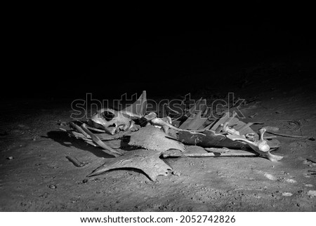 turtle skeleton underwater photography in turtle tomb cavern  sipadan island