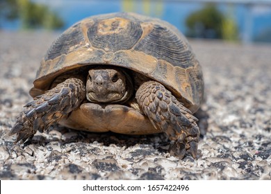 The turtle is slowly walking on the road. - Shutterstock ID 1657422496