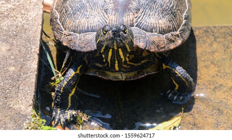 Turtle with a somewhat agitated look