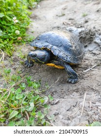 A Turtle Speads Her Front Legs For Leverage As She Digs A Nest Cavity With Her Rear Feet.  She Is Seen In A Vertical Orientation