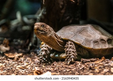 Turtle paws Images, Stock Photos & Vectors | Shutterstock