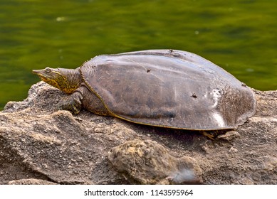 Turtle. Spiny Softshell Turtle (Apalone spinifera) sunbathing on a rock.
