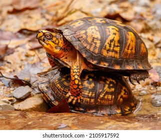 1,399 Mating turtle Images, Stock Photos & Vectors | Shutterstock