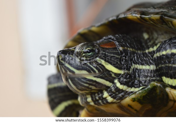 Turtle Staring Something Stock Photo (Edit Now) 1558399076