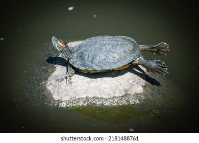 677 Turtle stretching Images, Stock Photos & Vectors | Shutterstock