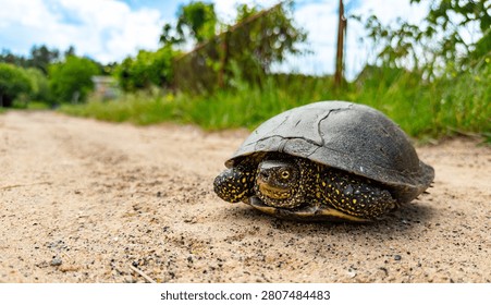 Turtle strolls on dirt path. A turtle moves slowly on a dirt path surrounded by grass and trees in bright sunlight.