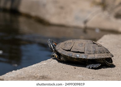 Turtle sun bathing with flacking shell