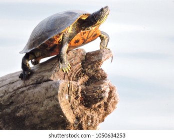 Turtle Sunbathing In Montgomery County, PA