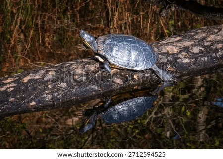 Turtle sunbathing on a branche with reflection
