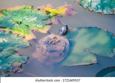 Turtle Is Sunbathing On The Green Leaf In A Lake, Wildlife Scene From Dalat, Vietnam. The Amphibian Animal In The Nature Habitat. Royalty High-quality Free Stock Image Of Animal. Wildlife Photography.