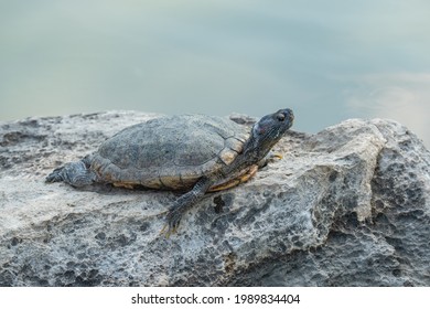 Turtle Sunbathing On The Rock.