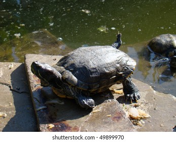 Turtle Sunbathing On Rock Stock Photo 49899970 | Shutterstock