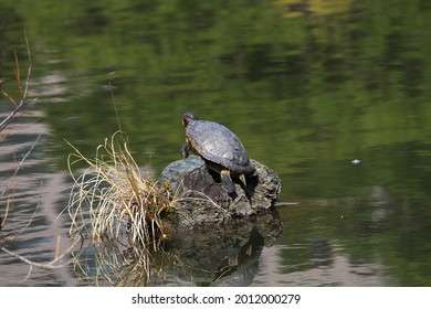 Turtle Sunbathing On Rock Pond Stock Photo 2012000279 | Shutterstock